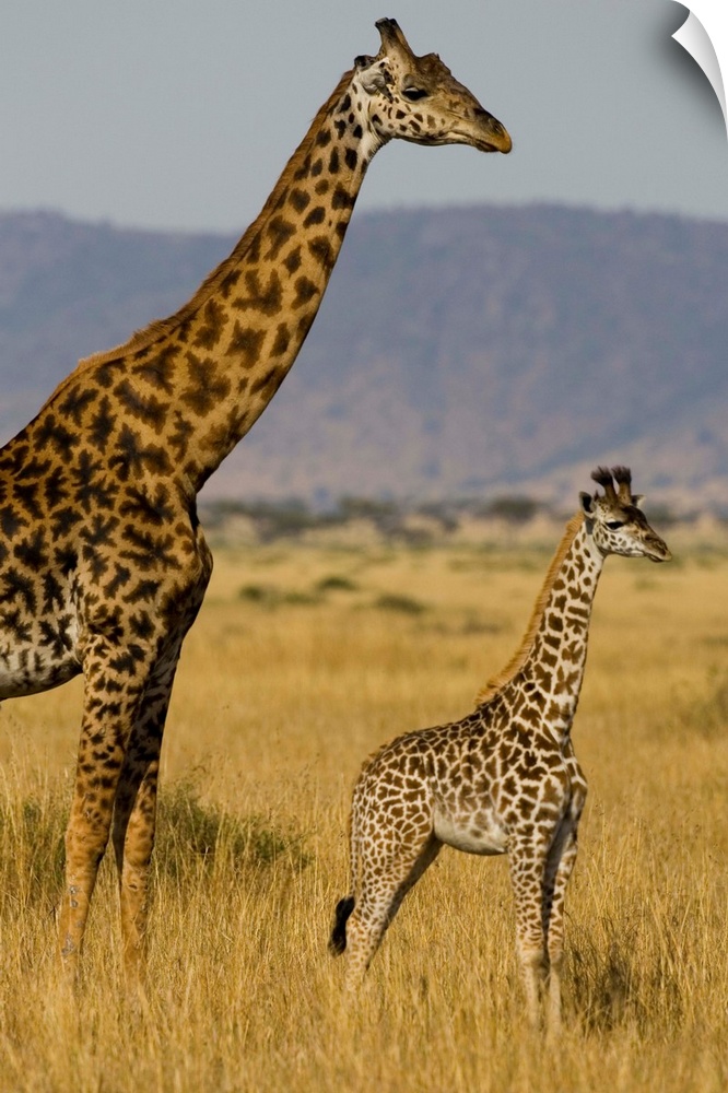 Giraffe Mother And Baby Giraffe On The Savanah Of The Masai Mara, Kenya Africa