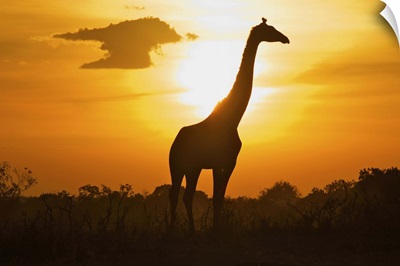 Giraffe of silhouette, masai mara.
