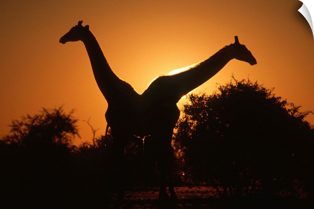 Giraffe (Giraffa camelopardalis) Pair Silhouetted at Dusk. Kruger National Park, Limpopo Province, South Africa, Africa