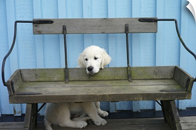 Golden retriever puppy hiding behind bench. Blue wall in background.