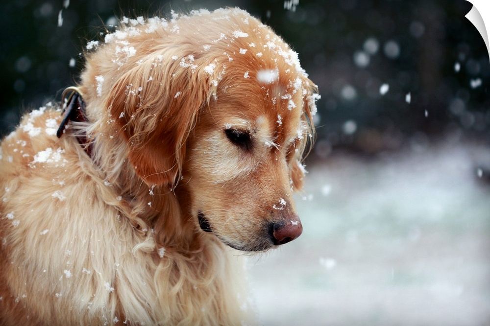 Close up of a Golden Retriever dusted by snowflakes, watching the gently falling snow in late Winter.