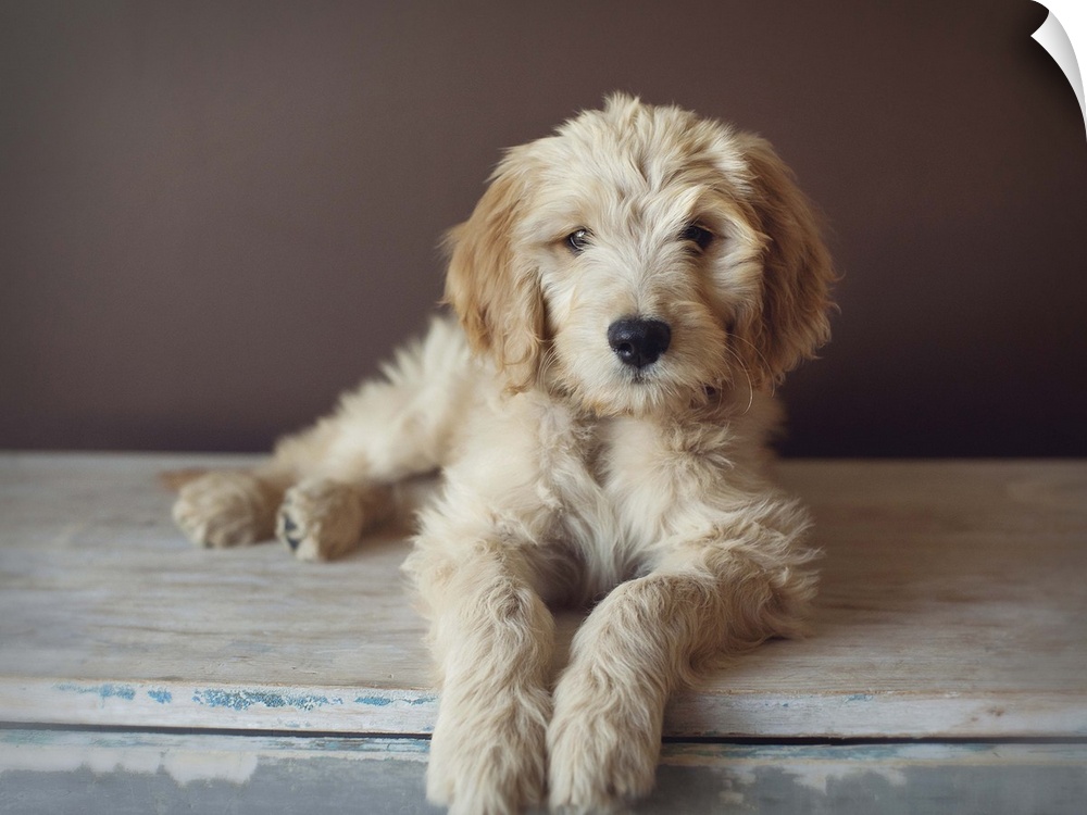 Golden doodle puppymix of golden retriever and poodle.