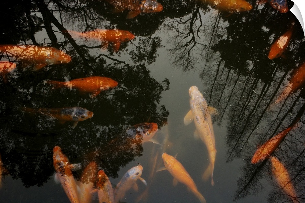 gold fish, carp, swimming, orange, reflection