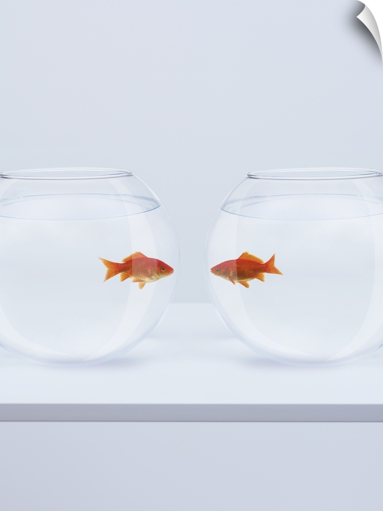 Goldfish in separate fishbowls looking face to face