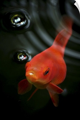 Goldfish in water, Australia.