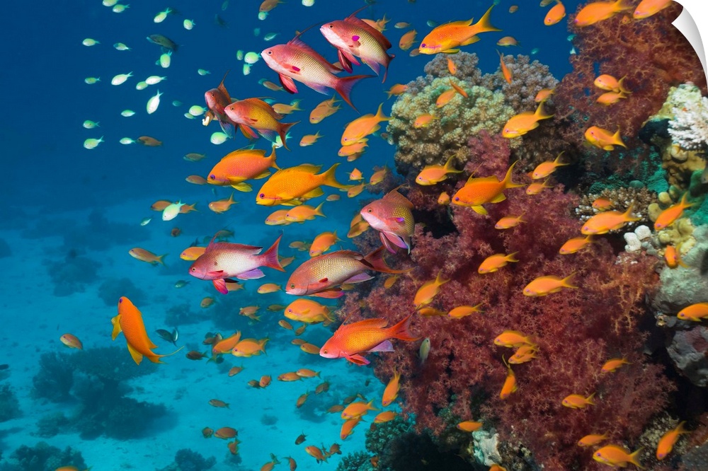 Lyretail anthias or Goldies (Pseudanthias squamipinnis) with soft corals (Dendronephthya sp).  Egypt, Red Sea.
