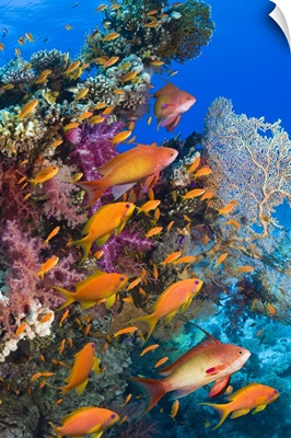 Goldies on coral reef