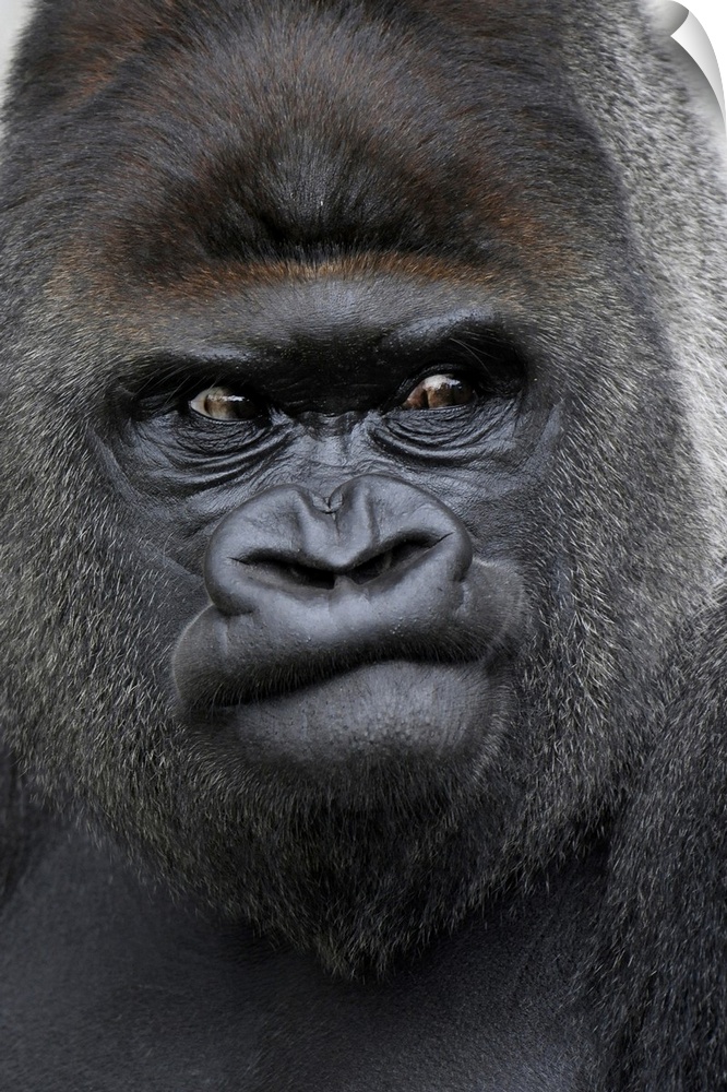 Flachlandgorilla, Gorilla gorilla,