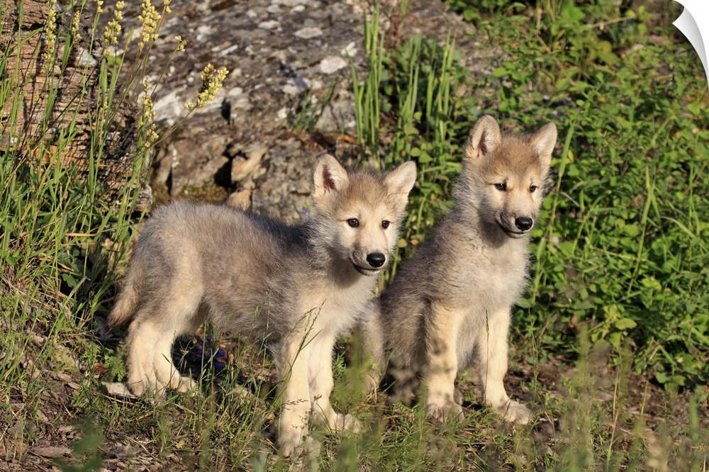 Gray wolves in the meadow