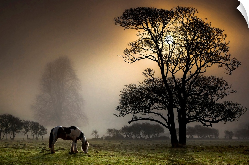 Photograph of spotted mare eating grass at dusk in meadow covered with trees.  The sun is setting and is covered by a huge...