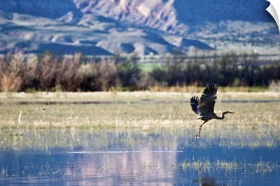 Great blue heron flies barely above flooded field.
