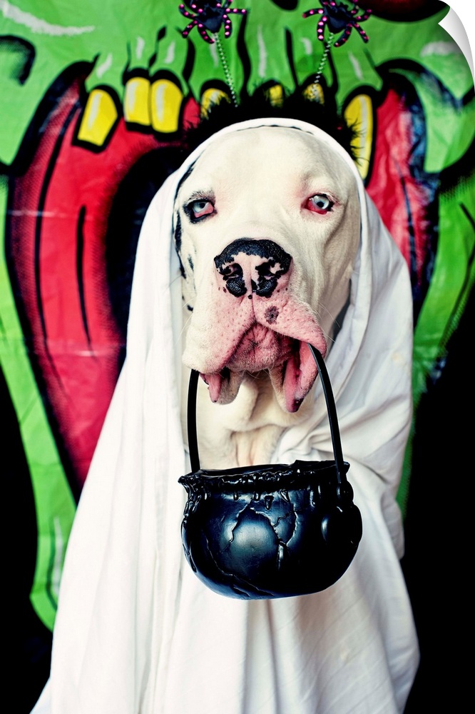 Halloween. Pet dog. Dressing up. Costume, scary, funny, cute, ghost, ghoulBlack and white Great Dane Dog dressed up as a g...