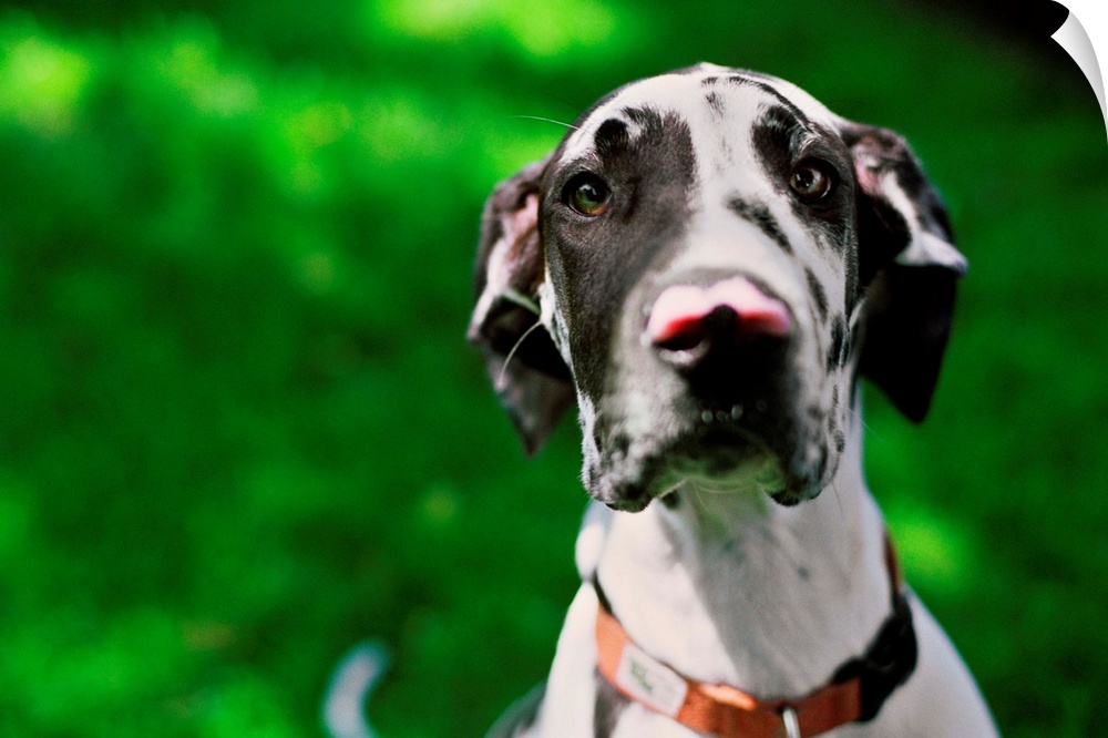 A young Great Dane sits prettily for his portrait in the grass in Tualatin, Oregon.