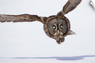 Great Gray Owl Hunting Over Snow
