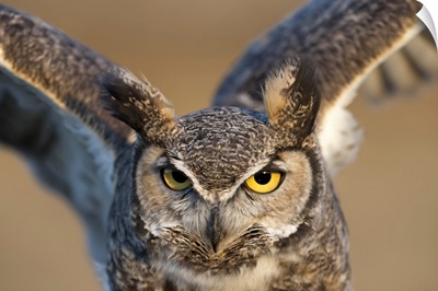 great-horned owl (bubo virginianus) flapping wings