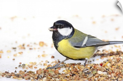 Great tit eating sunflower seed at birdfeed table.