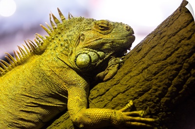 Green iguana of nature park.