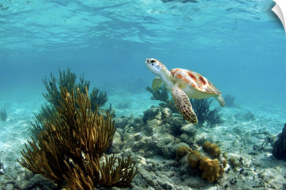 endangered species - green sea turtle and coral reef - tulum. mexico