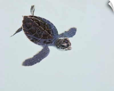 Green Sea Turtle hatchling in water, on white background, Mexico