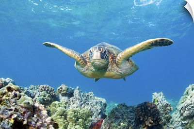 Green sea turtle swimming and coral reef underwater, Maui, Hawaii.