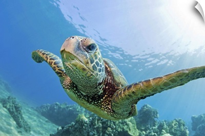 Green sea turtle swimming underwater in Hawaii.