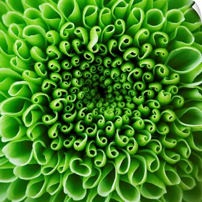 Green Shamrock Chrysanthemum