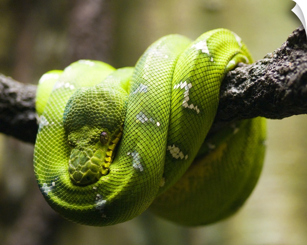 Green tree python on a branch