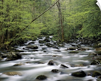 Greenbrier area area, Great Smoky Mountains National Park, Tennessee