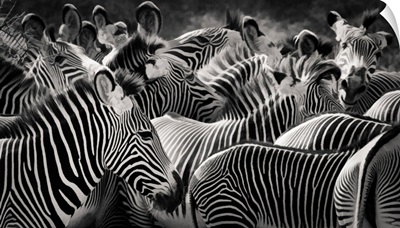 Grevy Zebras In Black And White In Samburu, Kenya