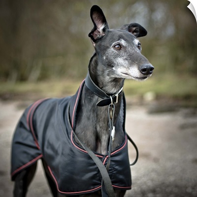 Greyhound wearing a coat on a chilly day in the UK