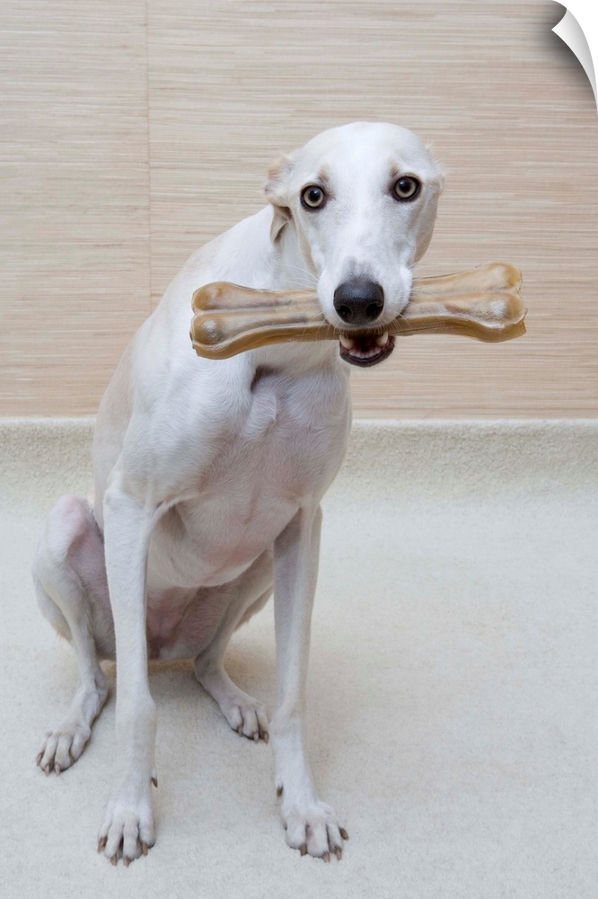 Greyhound With A Bone