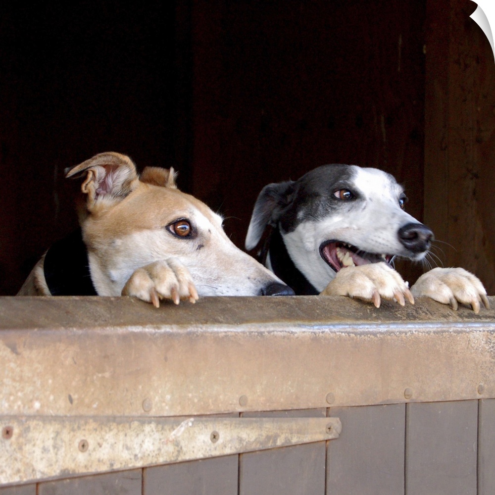 Greyhounds peering over stable door.