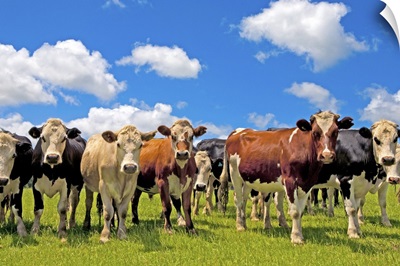 Group of cows, New Zealand, North Island, Auckland