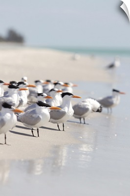 Group of terns on sandy beach in sanibel, florida.