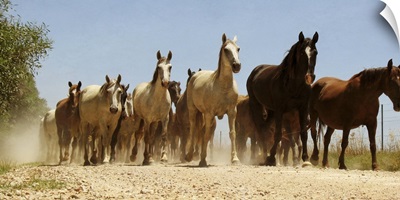 Group of wild horses.