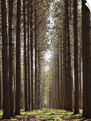 Grove of tall pine trees