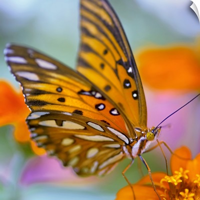 Gulf Fliterary Butterfly on orange flower.