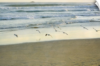 Gulls flying beside sea.