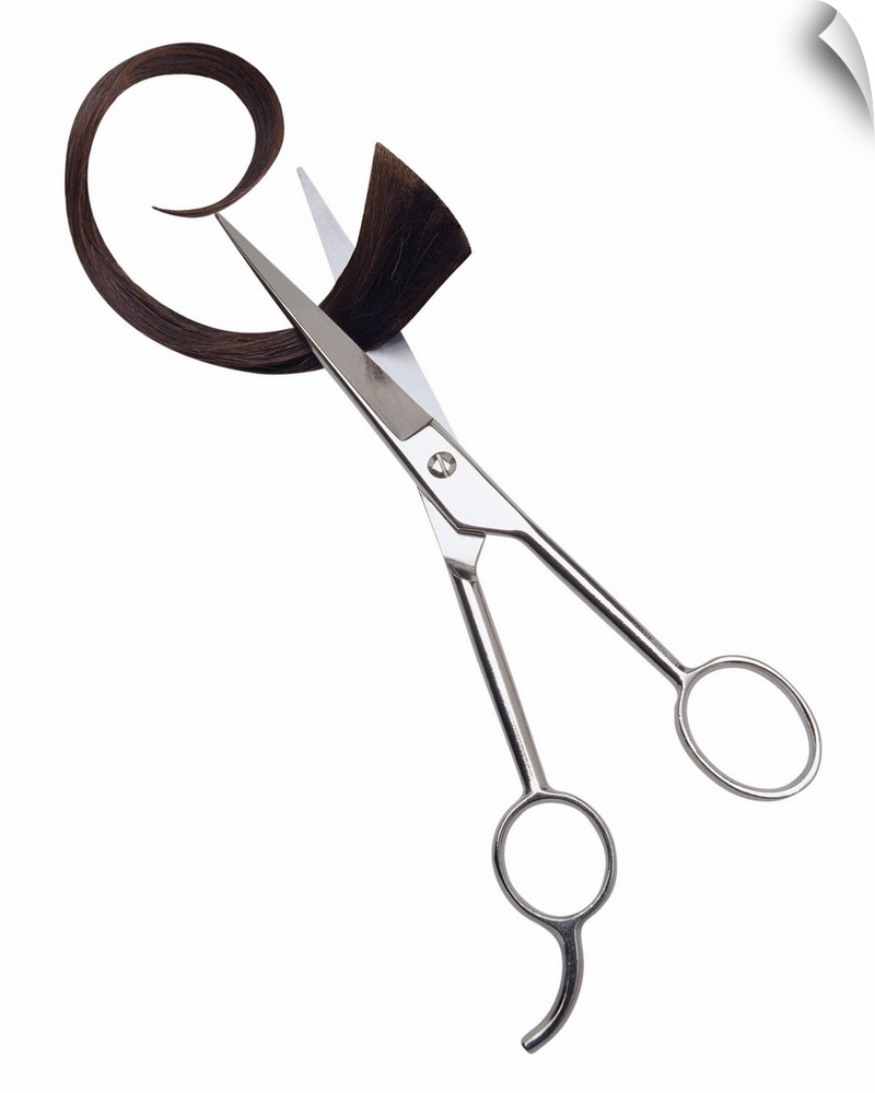 Portrait photograph on a big canvas of a pair of hairdressing scissors, slightly open as they clench a curled chunk of hai...