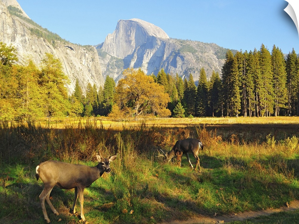 Landscape photograph on a large canvas of two deer grazing in a clearing at Yosemite National Park, Half Dome towering in ...