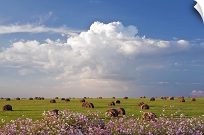 Harvest fields with cosmos flowers in foreground, South Africa