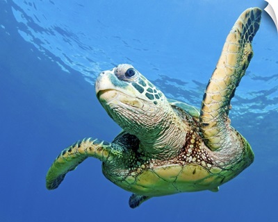 Hawaiian sea turtle, Maui, Hawaii, US.