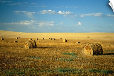 Hay field, North Dakota