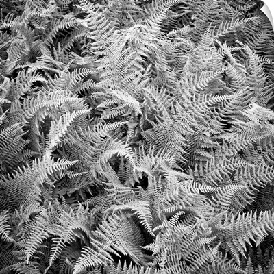 Hay-scented ferns captured from above