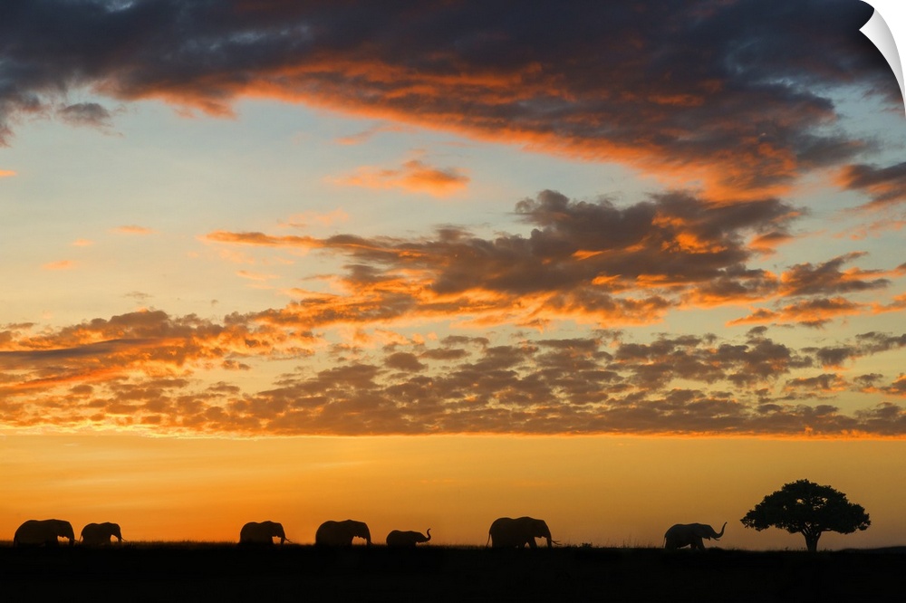 Herd of African elephants, (Loxodonta aficana), at sunrise, Masai Mara National Reserve, Kenya.