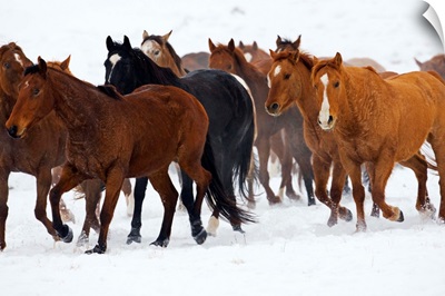 Herd Of American Quarter Horses In Winter