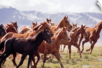 Herd of horses running in Fairplay , Colorado
