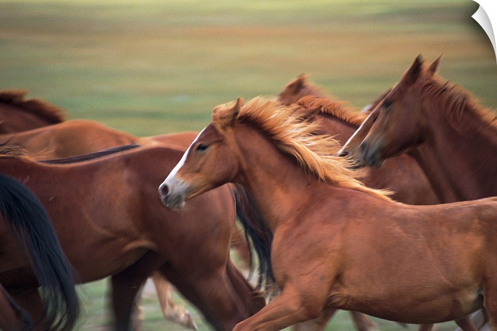 Herd of horses running near Fairplay, Colorado