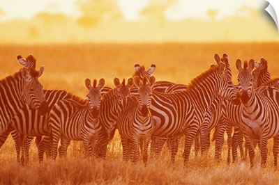 Herd of zebras , Tarangire National Park , Tanzania