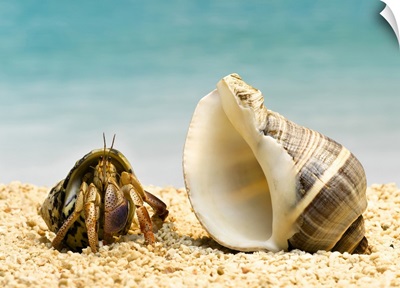 Hermit crab looking at larger shell